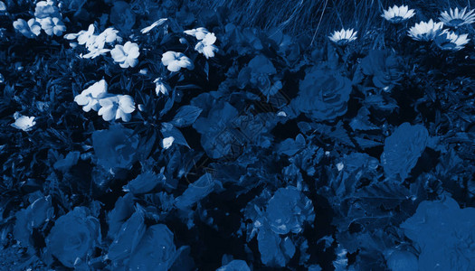 花园朵以深经典蓝色鲜花潮流背景趋势概念的装饰图片