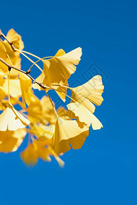 GinkgoBiloba黄叶和深蓝天空背景图片