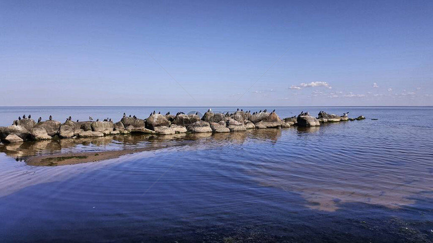 蓝色平静的海浪和鸟群聚集在花图片