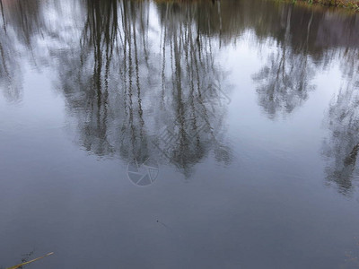 秋天的池塘岸边冷水中的树木倒影图片