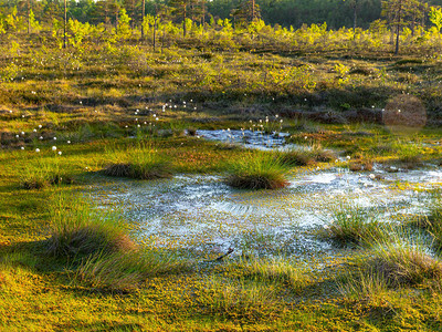 沼泽中的春天景观小沼泽湖苔藓和沼泽松树沼泽水小岛图片
