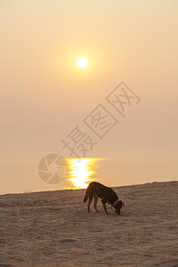 海上日出和沙滩上的小狗图片