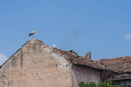 蓝天背景下鹳栖息在老房子屋顶的山脊上图片