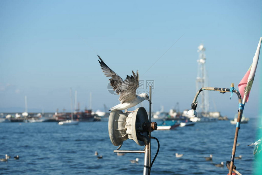 海鸥在岸边的渔船上图片