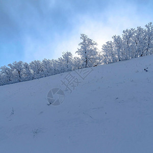 冬季积雪覆盖的斜坡上有结霜的树木图片