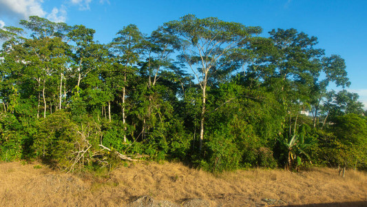 亚马逊雨林景观被砍伐为牲畜放牧的开放空间LagoAgrio图片