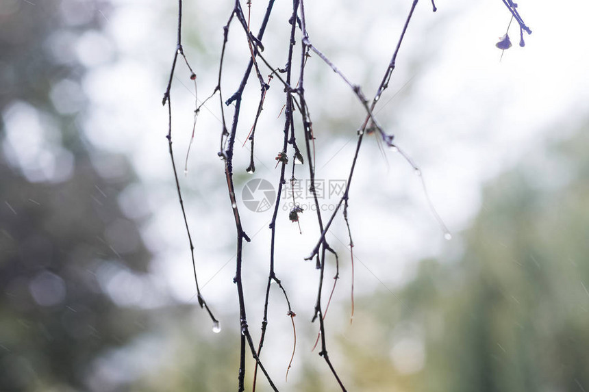 没有叶子的桦树枝在雨中滴水图片