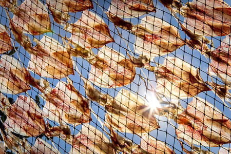 捕鱼绳网上的鱼网上有干图片