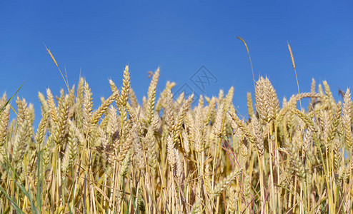 在蓝天下的田野里生熟的小麦背景图片
