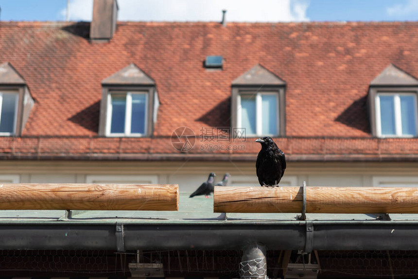有天窗的房子屋顶上的鸟图片