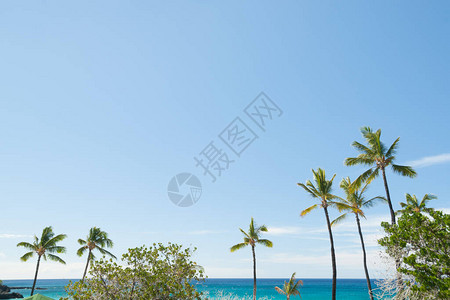 观赏夏威夷岛的热带海滩棕榈图片