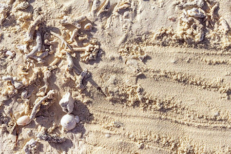 马尔代夫沙滩背景贝壳和珊瑚残骸被高涨潮汐拖累图片
