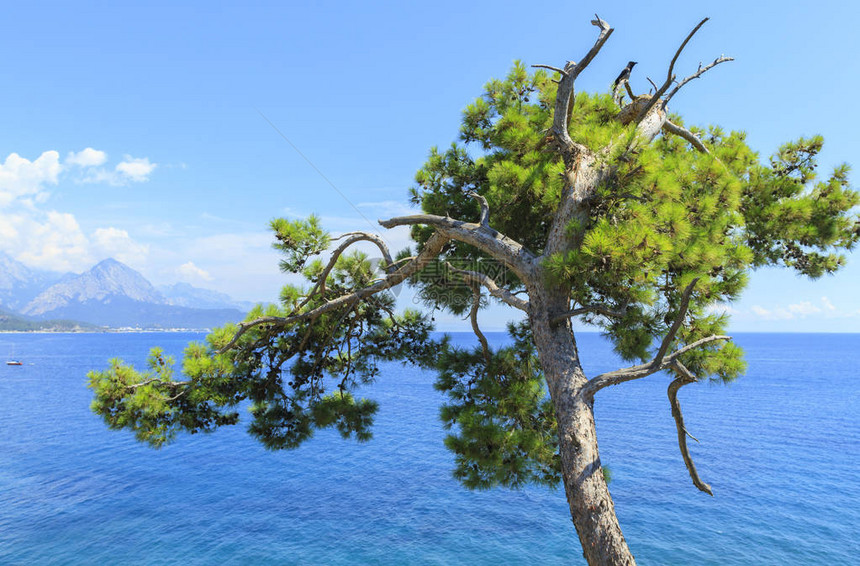 土耳其Kemer的松树图片