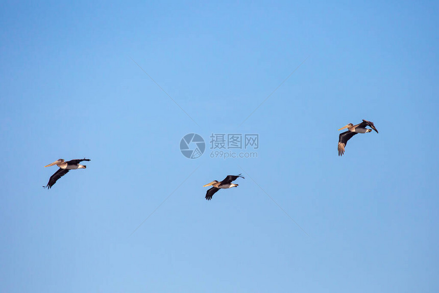 在俄勒冈的蓝色天空中图片