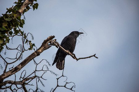 乌鸦坐在高的树枝上向外张望高清图片