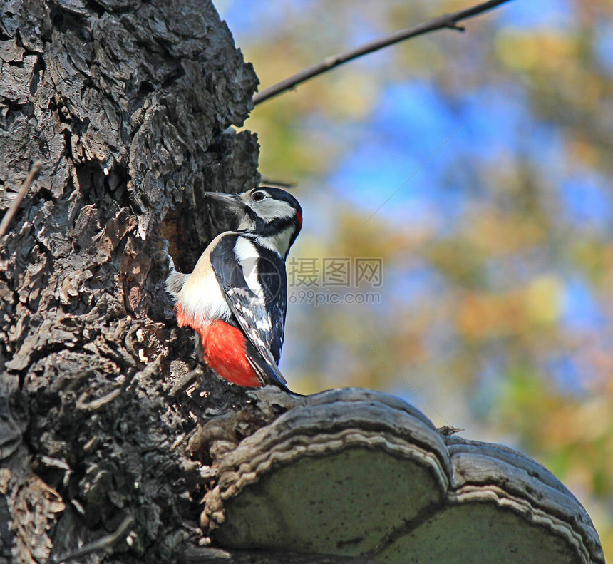 啄木鸟从树枝上移除臭虫图片