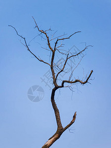 在蓝天背景下孤立的光秃的树剪影图片