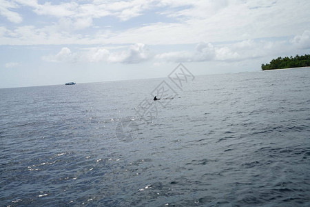 海豚鳍在水中的海洋景观图片