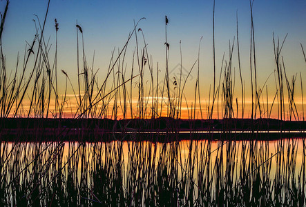 日落时在河边的芦苇剪影图片