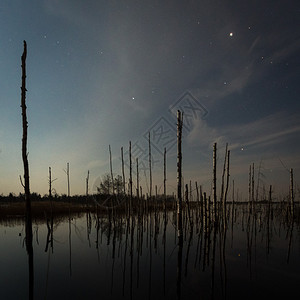 傍晚时分的沼泽景观图片
