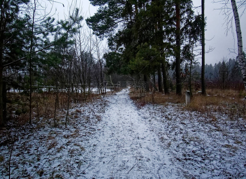 在俄罗斯冬季穿过森林的田地图片