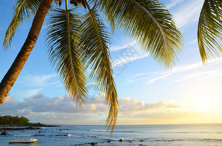 日落时分毛里求斯岛热带海岸的椰图片