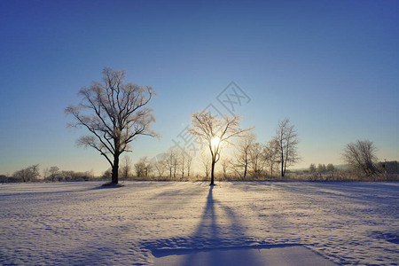 冬天早晨的大树图片