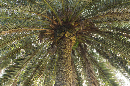 Butiapermanta白天公园美丽的棕榈树图片