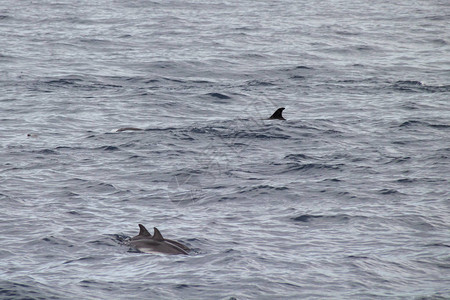 海豚在水中游泳有时海豚会从水面图片
