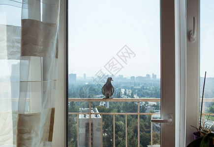 鸽子鸽子坐在城市天际线背景的阳台上文字空间很大复制空间图片