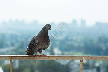 鸽子鸽子坐在城市天际线背景的阳台上文字空间很大复制空间图片