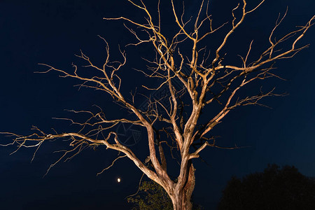 夜空下干枯的树图片