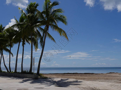 美丽的海滩和椰子树沿斯罗福大道佛罗里图片