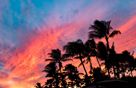 火热的带日落与棕榈树的黑色剪影图片