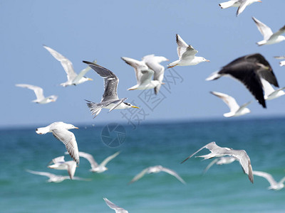 阿曼南部沿海是各种水鸟种类的大型群鸟图片