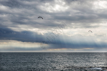 雷雨过后的早晨海鸥在海面上空图片