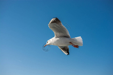 以天空为背景的一只海鸥飞翔图片