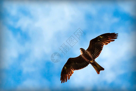 美丽的猎鸟飞翔在蓝天上图片