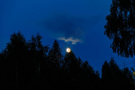 满月黑暗天空中树木上方的月亮图片