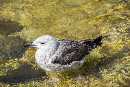 池塘浅水中的一只海鸥图片