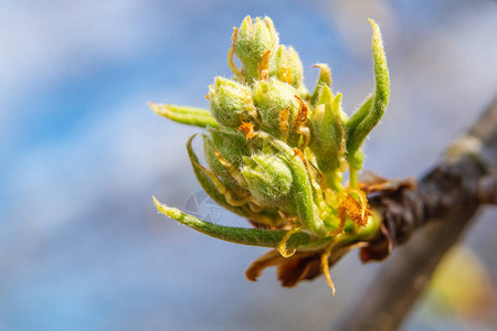 早春开花前的芽子在梨树枝上图片