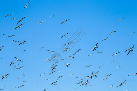 蓝天下飞翔的海鸥群图片