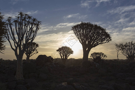 纳米比亚的奎弗特里森图片