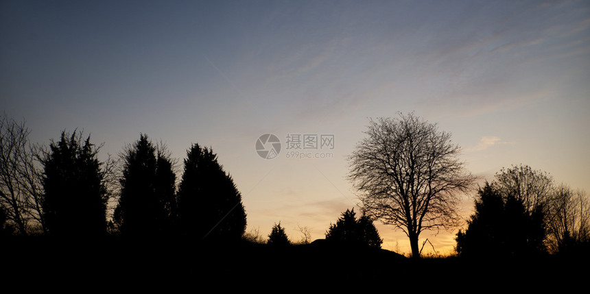 光秃的树木剪影映衬着蓝色的傍晚天空图片