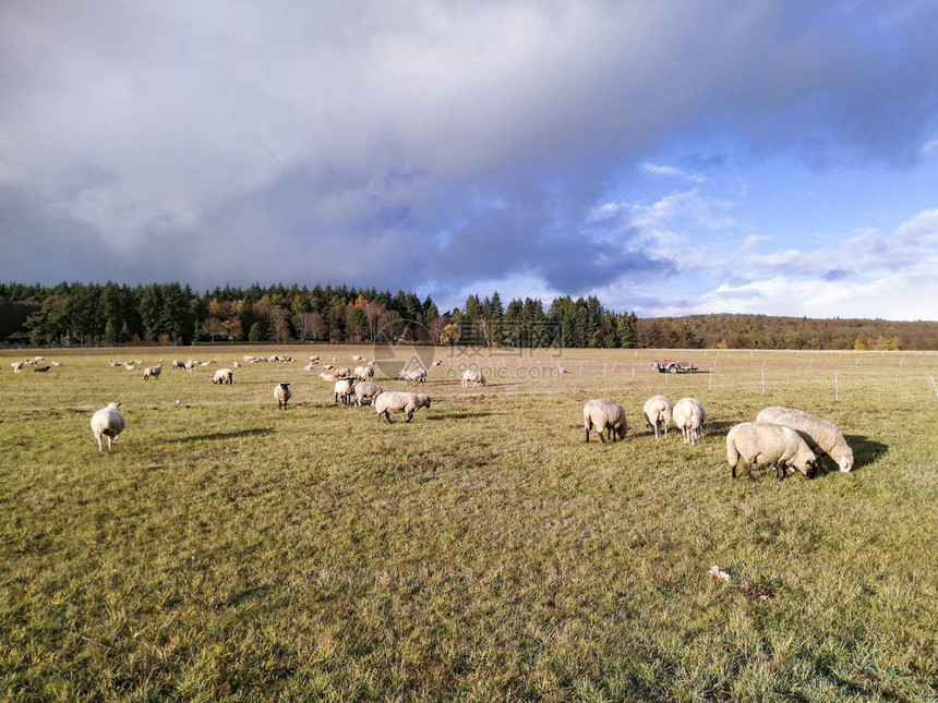 在德国黑森的乌云下羊群图片