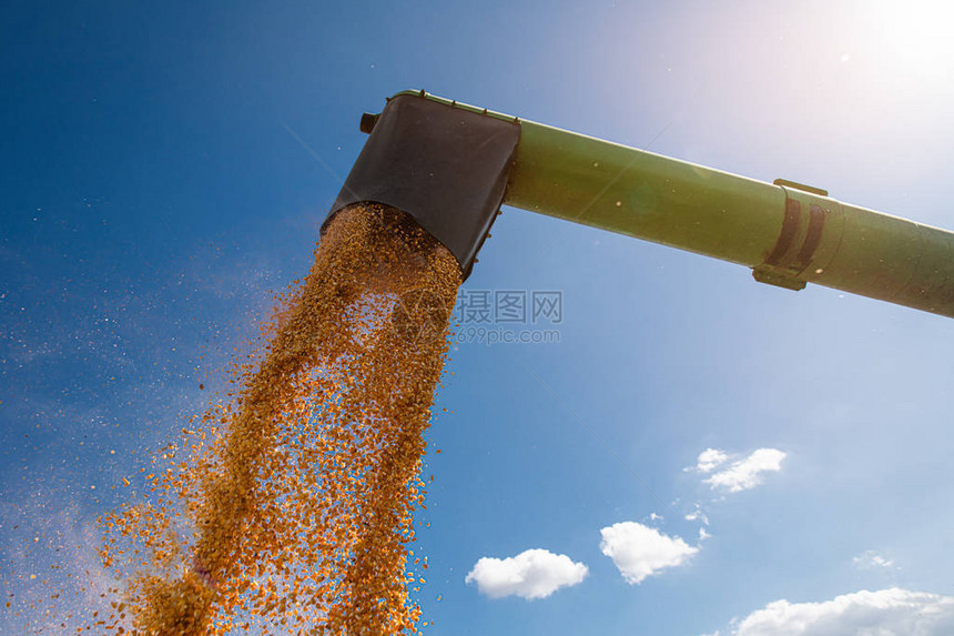 联合收割机倒玉米种子图片