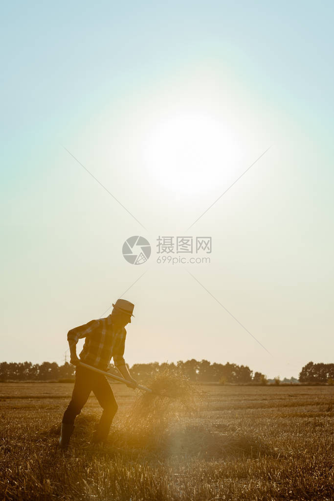 戴草帽的老人在麦田里拿着耙子和干草的侧面图图片