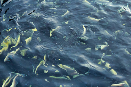 金鱼在清水中黑鱼对金鱼图片