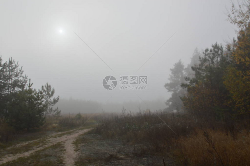 在森林里过夜后的晨雾图片