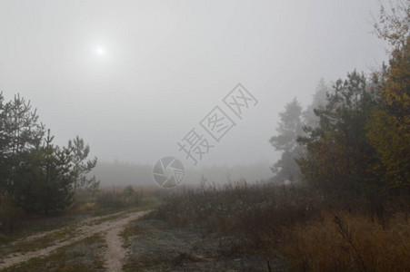 在森林里过夜后的晨雾背景图片